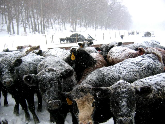 CLICK TO ENLARGE CALVES