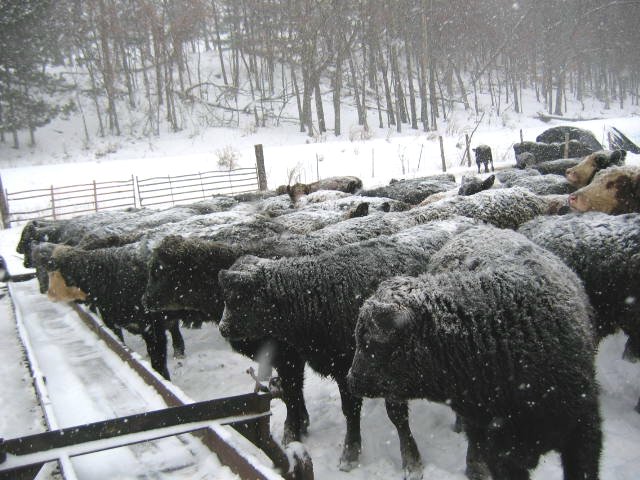 CLICK TO ENLARGE CALVES